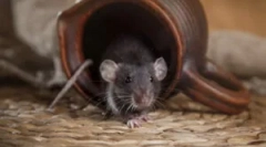 Домашен капут на пластично шише